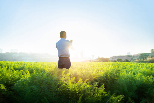 Young male farmer working in his carrot farm on tablet