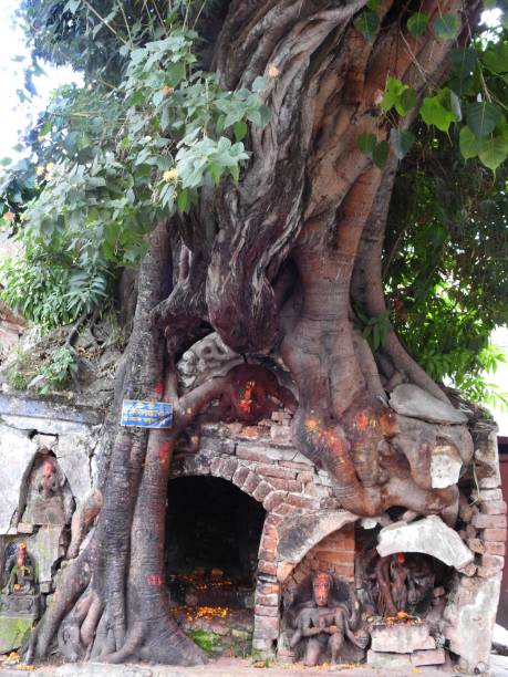 Flower tree, Durbar Square, Kathmandu, Nepal