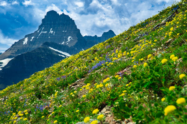 Rugged Peaks and Wildflower Meadows Glacier National Park - Rugged high peaks and lush meadows below. Scenic summer landscape Glacier National Park, Montana USA.