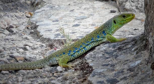 one blue-spotted large green ocellated lizard or jewelled lizard (timon lepidus) crawls along a stone footpath