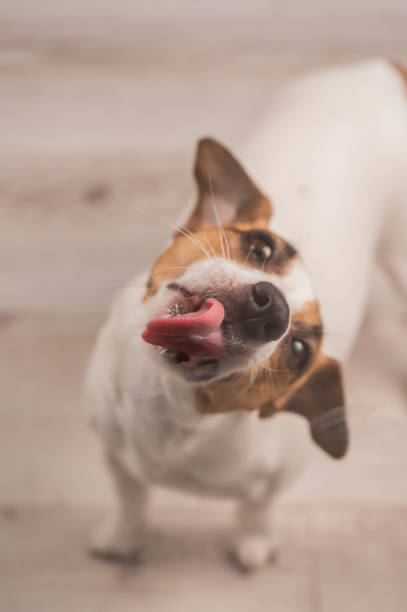 istock Jack Russell Terrier Dog Licking Glass. 2199642118