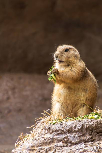 istock Prairie dog on rocky surface holding leaves 2199645947
