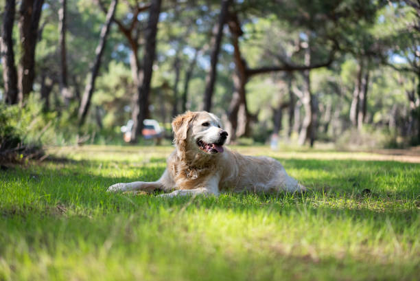 Golden Retriever in a pine woodland forest