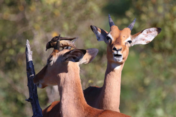 istock Schwarzfersenantilope und Rotschnabel-Madenhacker / Impala and Red-billed oxpecker / Aepyceros melampus et Buphagus erythrorhynchus 2199646398