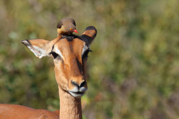 istock Schwarzfersenantilope und Rotschnabel-Madenhacker / Impala and Red-billed oxpecker / Aepyceros melampus et Buphagus erythrorhynchus 2199646401