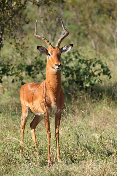 istock Schwarzfersenantilope / Impala / Aepyceros melampus 2199646540