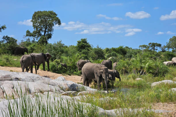 istock Afrikanischer Elefant / African elephant / Loxodonta africana 2199646946