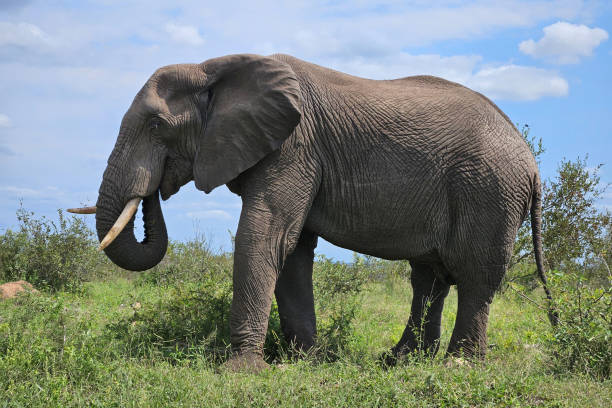 istock Afrikanischer Elefant / African elephant / Loxodonta africana 2199646952