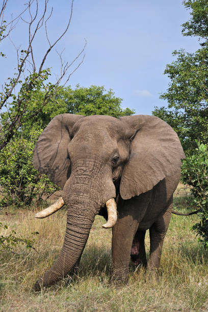 istock Afrikanischer Elefant / African elephant / Loxodonta africana 2199648013