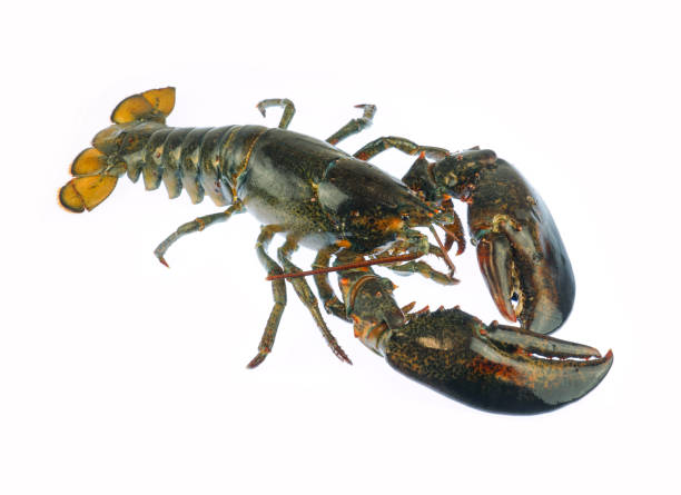 istock live lobster isolated on white background 2199649545