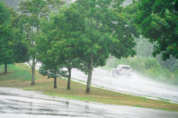istock green tree and street in heavy rain in summer 2199649569