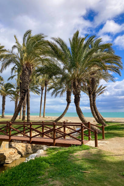 istock Palms on the beach in Torremolinos 2199649806
