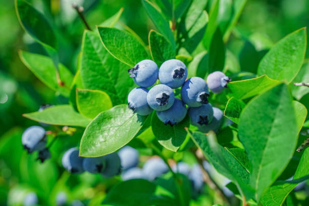 istock close up on fresh blueberry as food background 2199650709