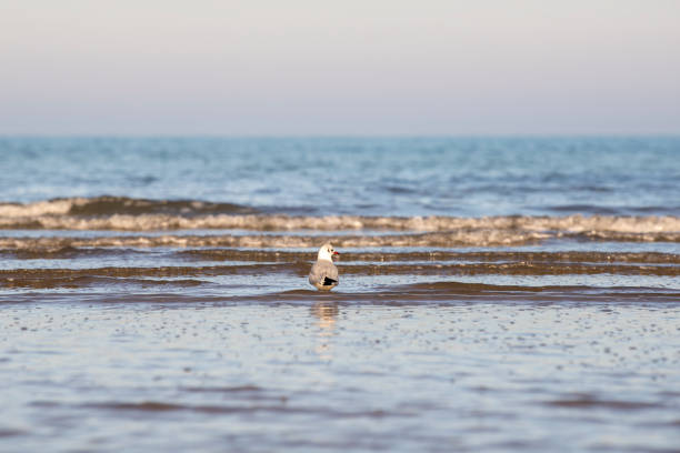 seagull in the water. wildlife, bird on the beach