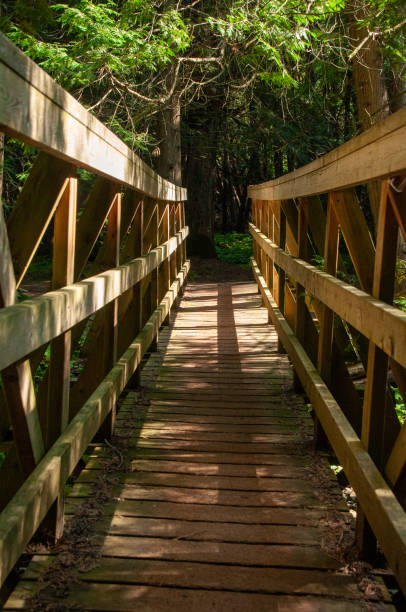 istock A wooden bridge in the forest 2199651911