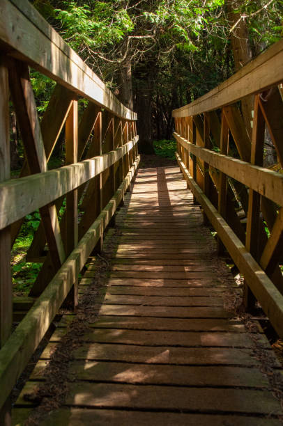istock A wooden bridge in the forest 2199651914