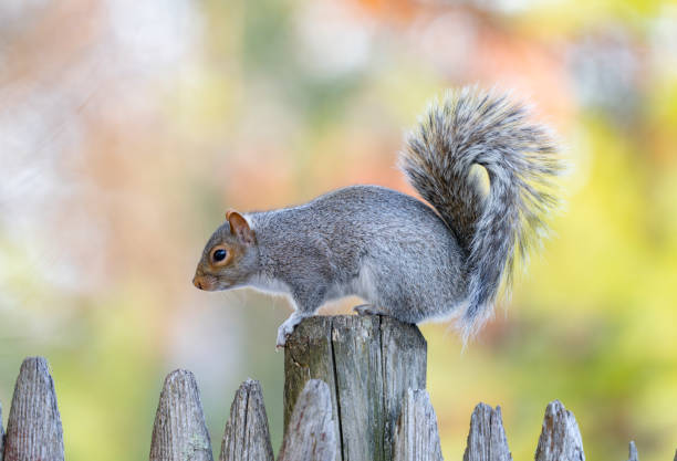 istock squirrel standing on the old wooden fence 2199652701