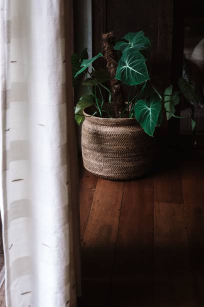 istock Handwoven basket with green plant 2199652984