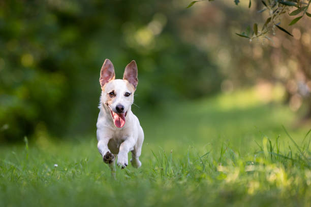 jack russsel running and  playing outdoor.happy dog