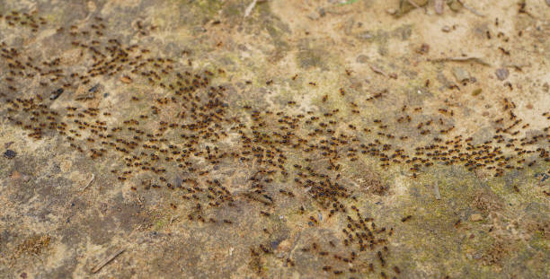 istock Group of ants walking on brown floor in nature tropical rainforest. Teamwork concept, Behavior of ants. 2199654569