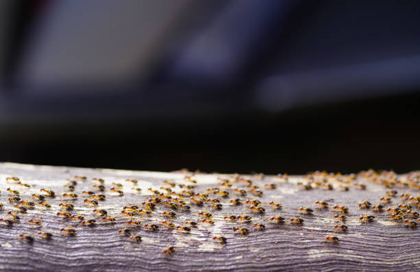 istock Group of ants walking on branch of brown tree on black background. Teamwork concept, Behavior of ants. 2199654572