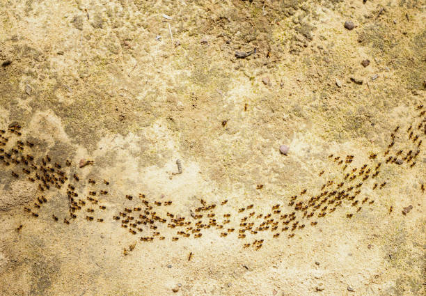 red ants have caught a large brown beetle in thailand and carry it home together - from isaan province