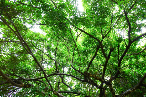 istock Branch of dense tree in forest with sunlight on white sky background, leaf plant, beautiful pattern, trees wallpaper, foliage green decoration, texture natural.Enviromental concept, Close up. 2199654964