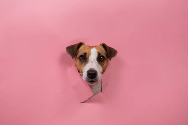 istock Funny dog jack russell terrier tore pink paper background. 2199655012