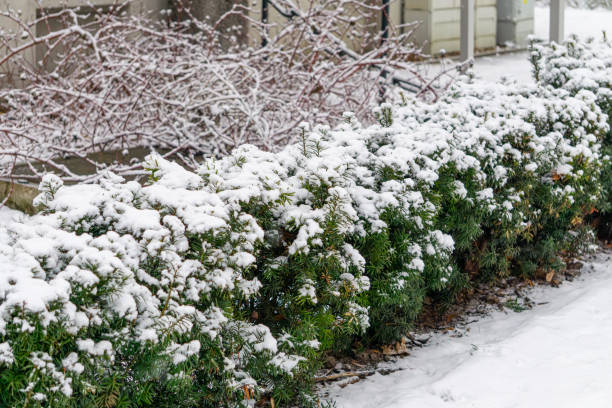 istock snow-covered green small conifers in the city 2199657309