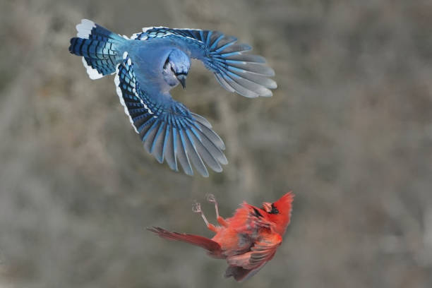 istock Cardinal fighting with Blue Jay in midair over feeder 2199657456