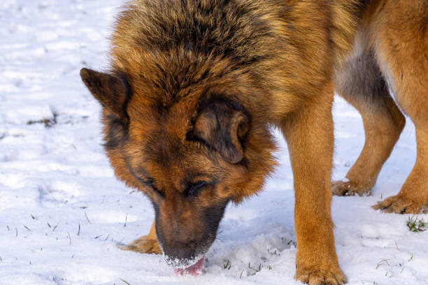 purebred german shepherd dog on a winter day. dog eating snow.