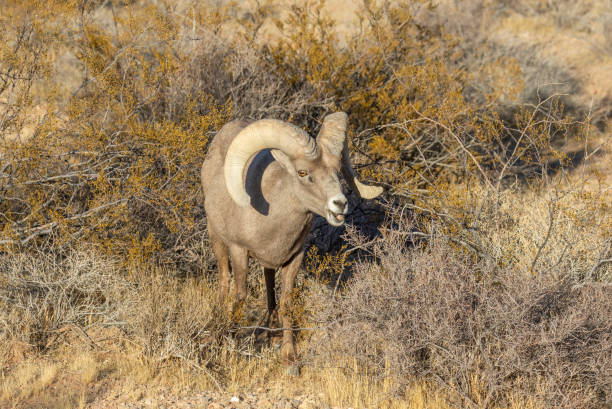 istock Desert Bighorn Sheep Ram in the Nevada Desert in Winter 2199659741