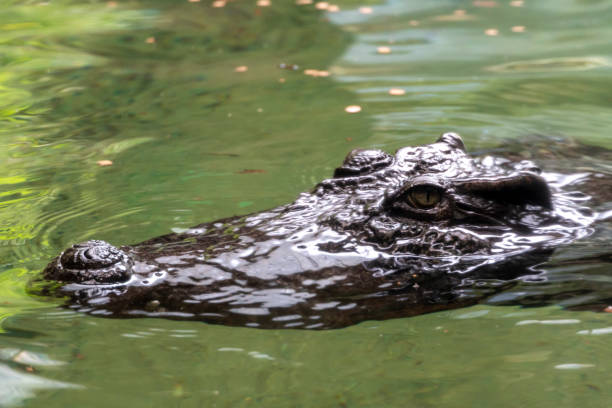 istock Crocodile in the water face detail 2199660526