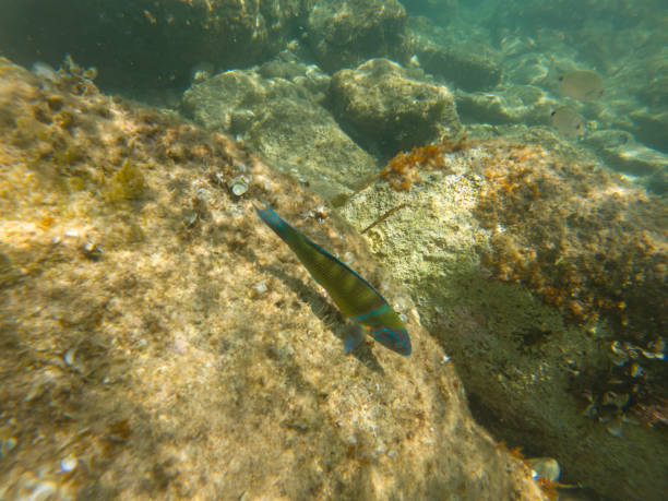 istock Ornate Wrasse Thalassoma Pavo Colorful Fish Underwater 2199660686
