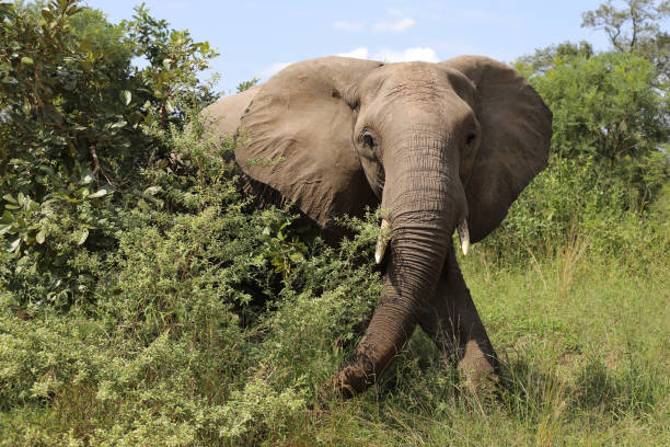 istock Afrikanischer Elefant / African elephant / Loxodonta africana 2199662185