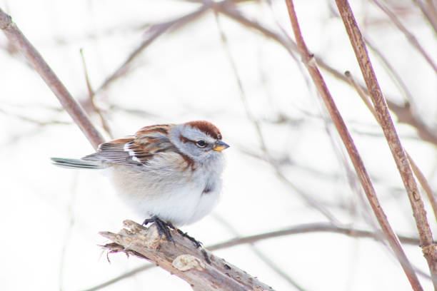 Old world sparrow on a snowy day