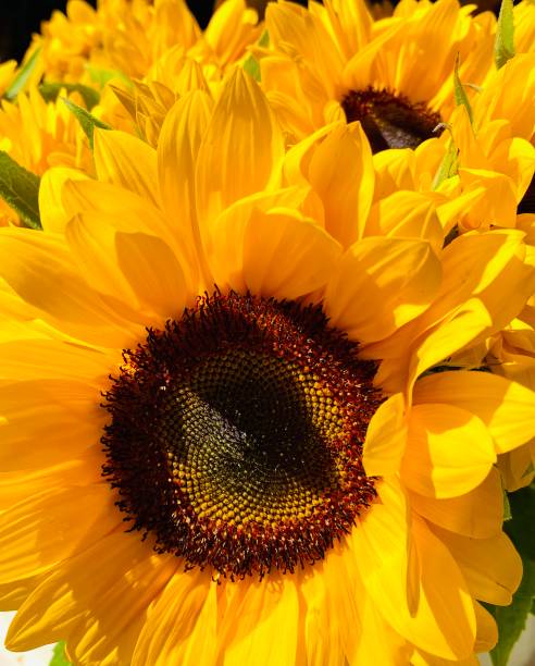 istock Beautiful  agriculture sunflowers 2199664288