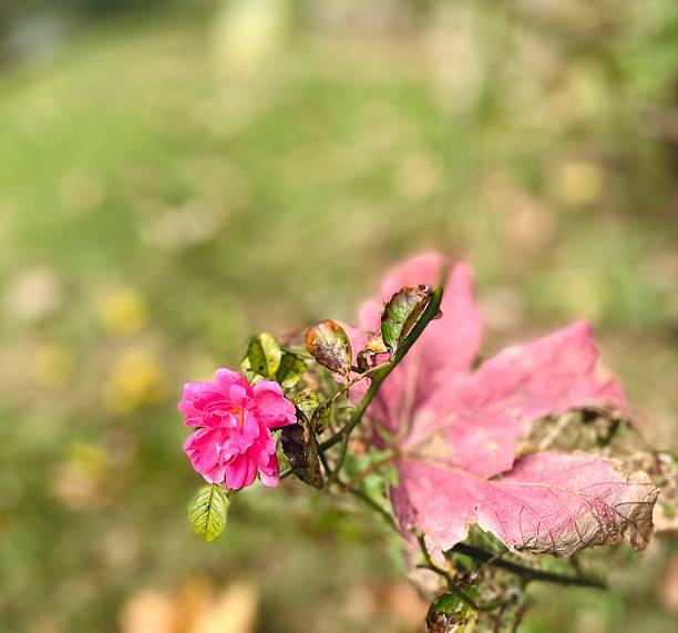 Beautiful closeup pink flower with yellow, green leaf.