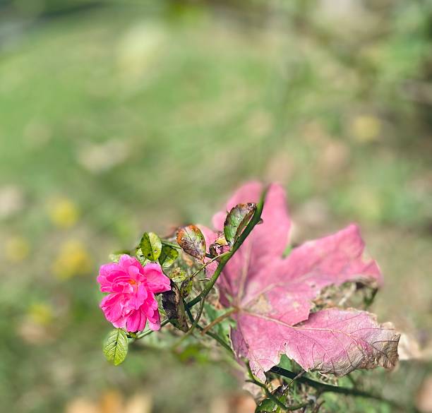 Beautiful meadow with pink flower, rose on green grass background.