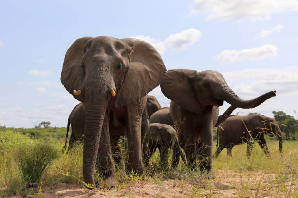 istock Afrikanischer Elefant / African elephant / Loxodonta africana 2199664824