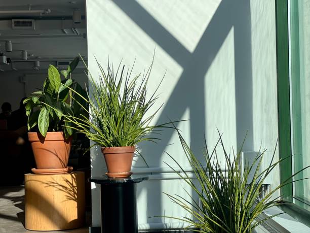 istock Plants in pots standing the office space. 2199665434