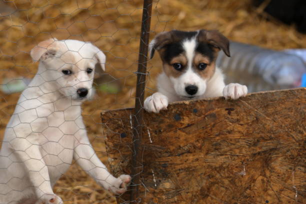 istock Two stray puppies behind a wire fence 2199665480