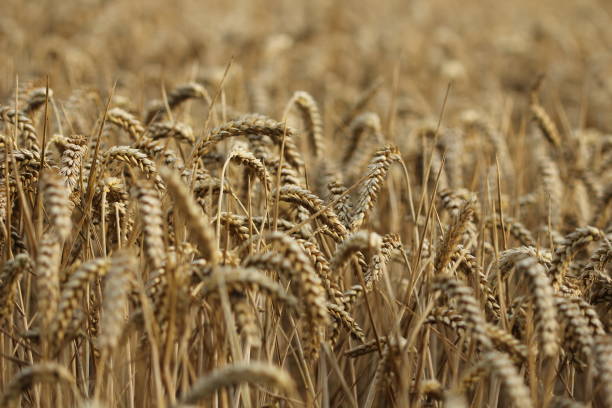 Close up of ears of ripe wheat ready for harvest