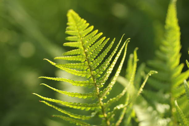 Close up of bright green bracken fern with shallow depth of field