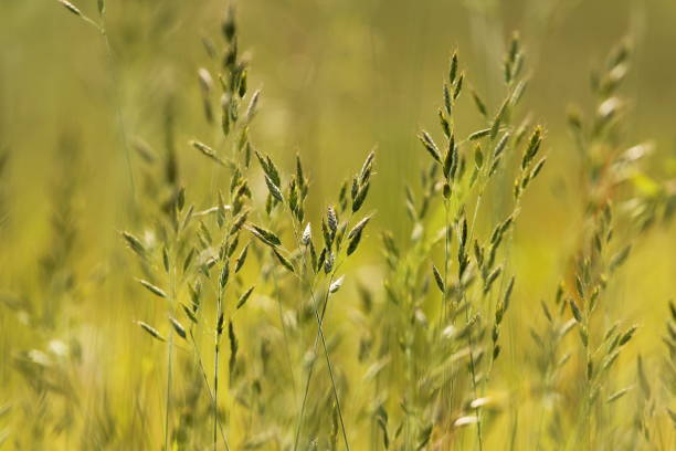 Close up of grass seed heads with out of focus green background