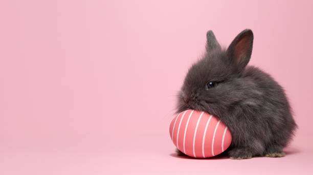 istock Gray bunny with pink striped egg on Easter holiday 2199668011