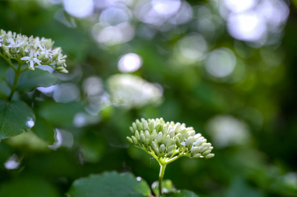 close up of a wild white flower.