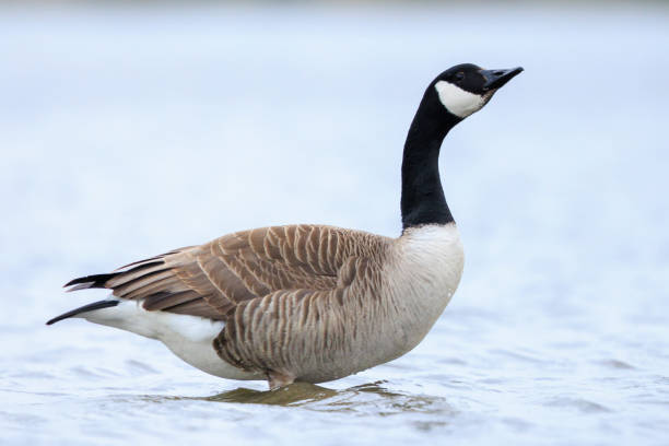 istock Canadian goose, Branta canadensis, cleaning 2199668401