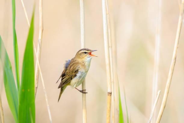 istock Sedge Warbler, Acrocephalus schoenobaenus, singing 2199668413