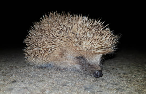 European hedgehog resting on a concrete floor at night, facing right, showcasing its spiny back and furry face under the dim light, creating a serene wildlife moment
